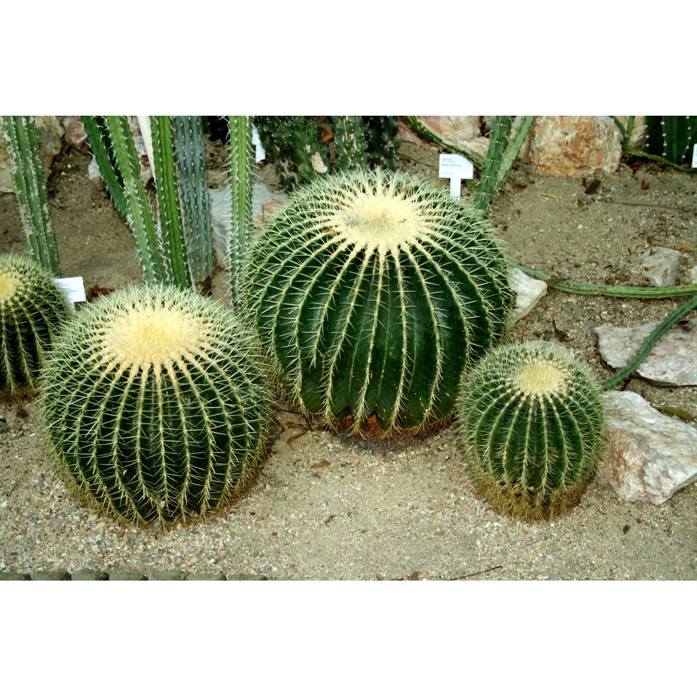 SAFLAX - Kakteen - Schwiegermutterstuhl - 40 Samen - Echinocactus grusonii
