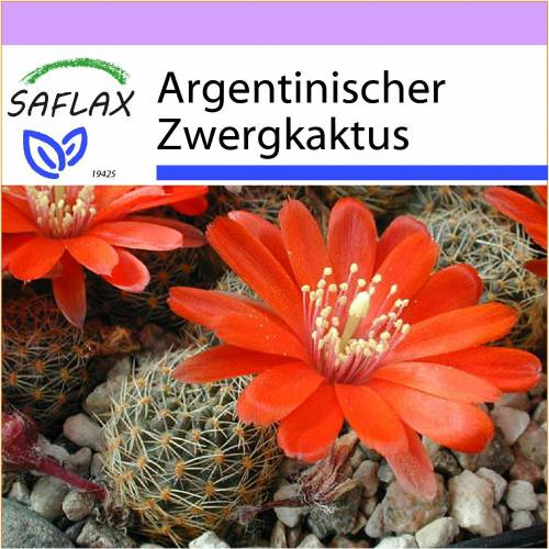 SAFLAX - Kakteen - Argentinischer Zwergkaktus - 40 Samen - Rebutia Mix