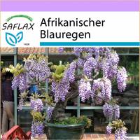 SAFLAX - Bonsai - Afrikanischer Blauregen - 15 Samen - Bolusanthus speciosus