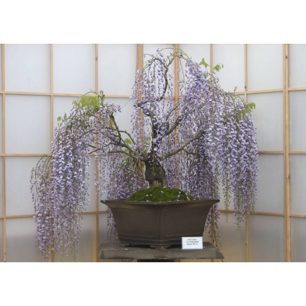 SAFLAX - Bonsai - Afrikanischer Blauregen - 15 Samen - Bolusanthus speciosus