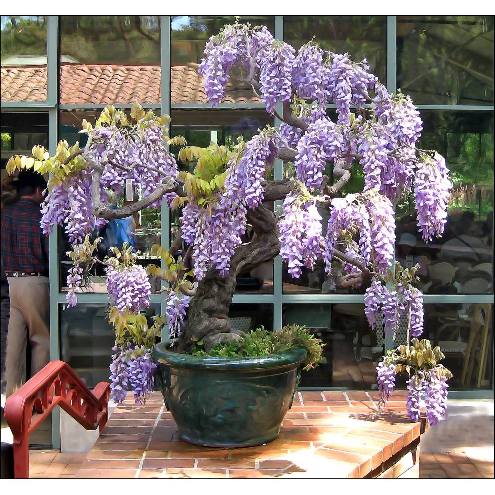 SAFLAX - Bonsai - Afrikanischer Blauregen - 15 Samen - Bolusanthus speciosus