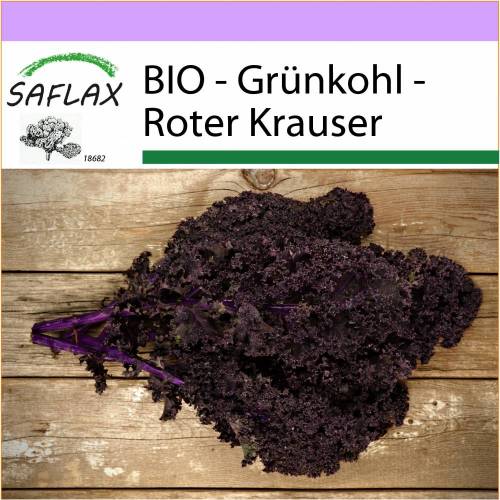 SAFLAX - BIO - Grünkohl - Roter Krauser - 50 Samen - Brassica oleracea