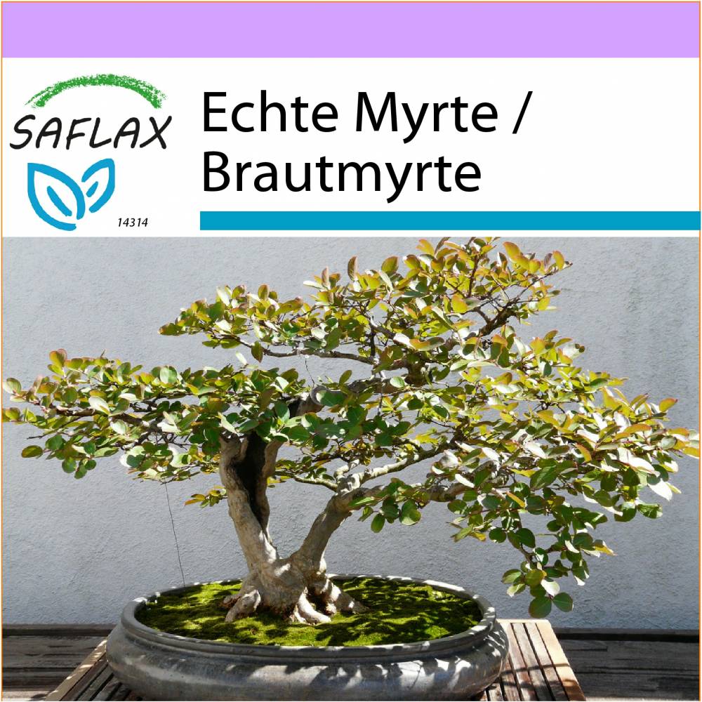 SAFLAX - Bonsai - Echte Myrte / Brautmyrte - 30 Samen - Myrtus communis