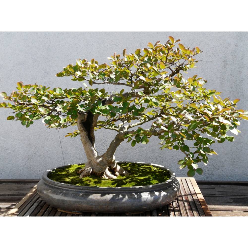 SAFLAX - Bonsai - Echte Myrte / Brautmyrte - 30 Samen - Myrtus communis