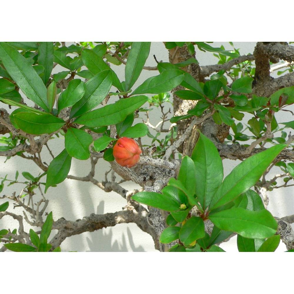 SAFLAX - Bonsai - Zwerg-Granatapfel - 50 Samen - Punica granatum nana