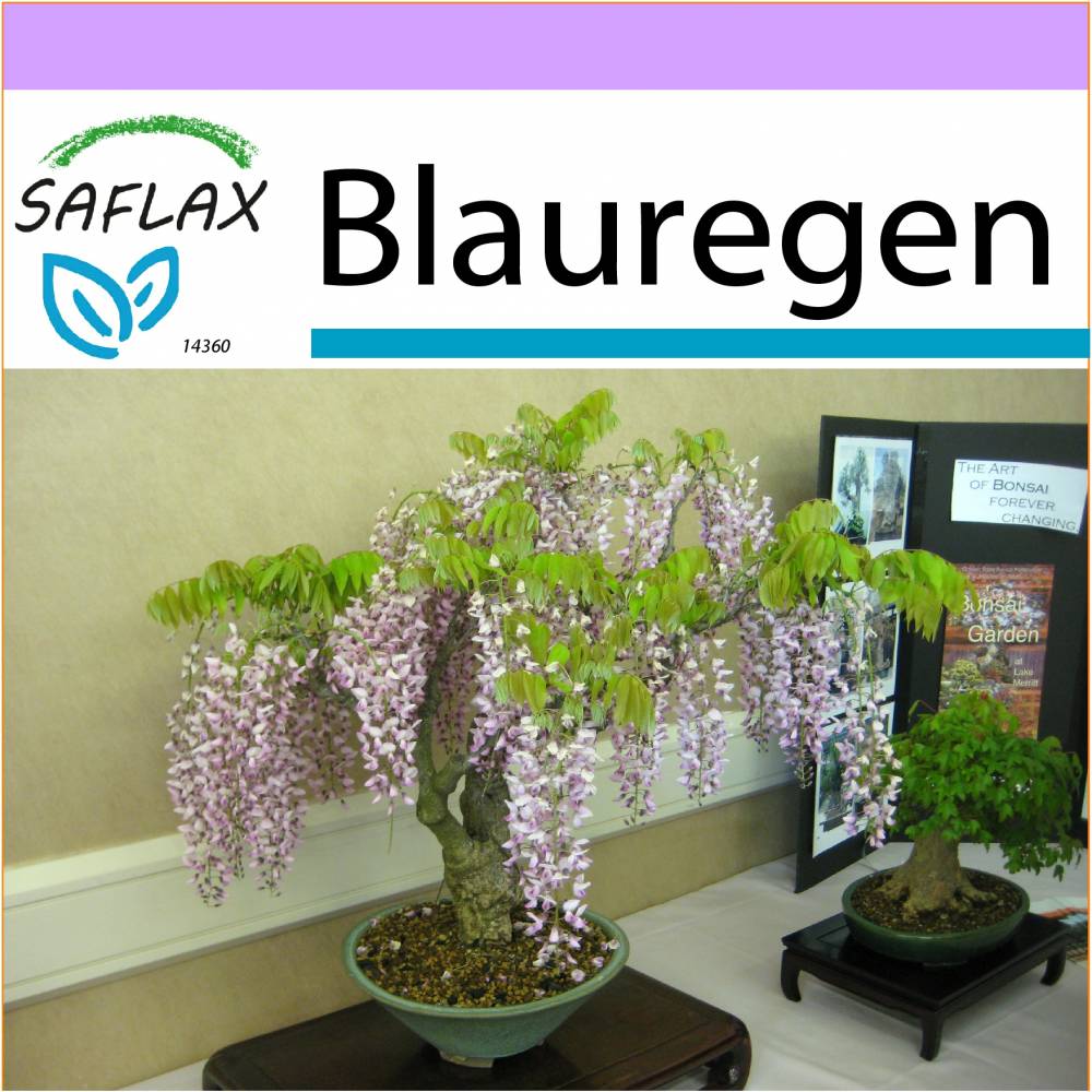 SAFLAX - Bonsai - Blauregen - 4 Samen - Wisteria sinensis