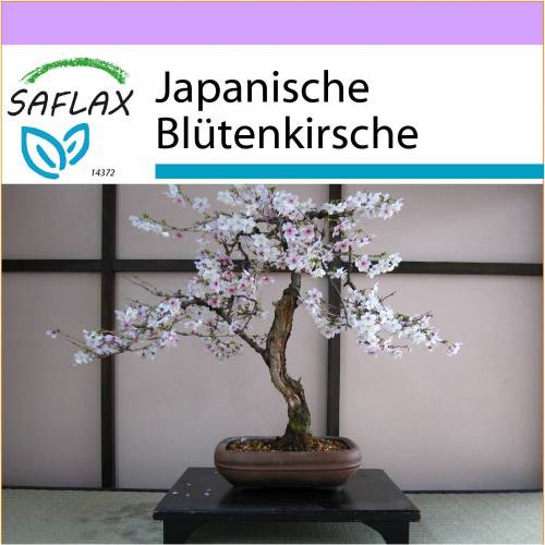 terrassendach bambus Bambus Terrassen Sparpaket XL-Desaro  Bambuskontor