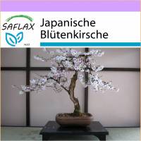 SAFLAX - Bonsai - Japanische Blütenkirsche - 30 Samen - Prunus serulata
