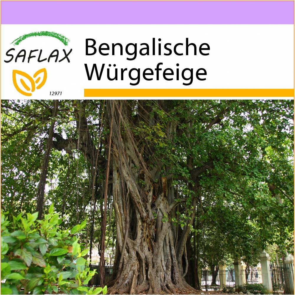 Hoe kweek en verzorg je Ficus benghalensis
