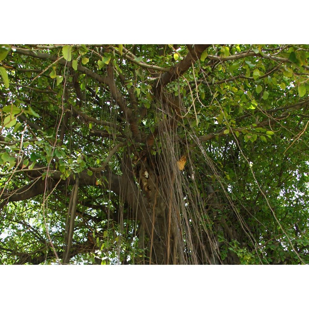 SAFLAX - Bengalische Wrgefeige - 20 Samen - Ficus benghalensis