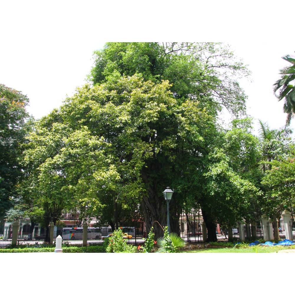 SAFLAX - Bengalische Wrgefeige - 20 Samen - Ficus benghalensis