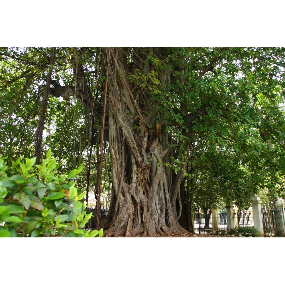 SAFLAX - Bengalische Wrgefeige - 20 Samen - Ficus benghalensis