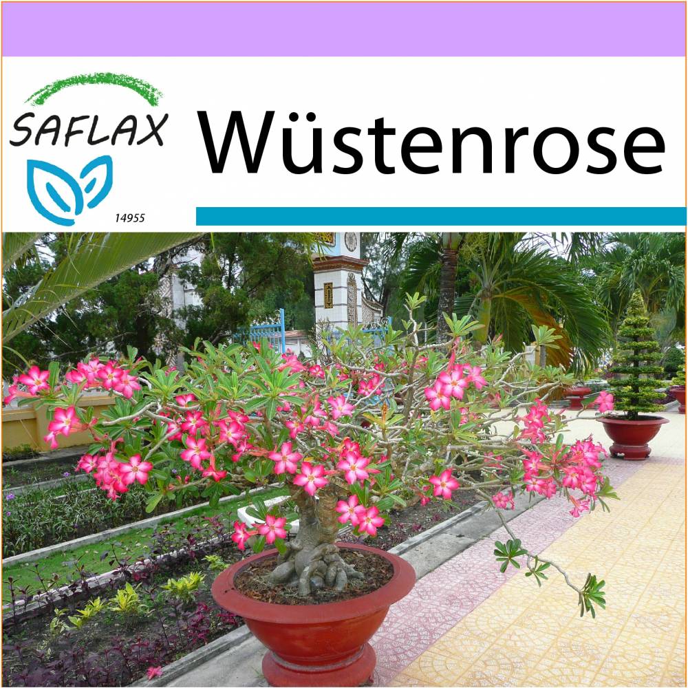 elefantenfuß pflanze pflege Baby Elefantenfuß Beaucarnea recurvata Flaschenbaum Wasserpalme Zimmer –  Blumen-Senf® main image 0