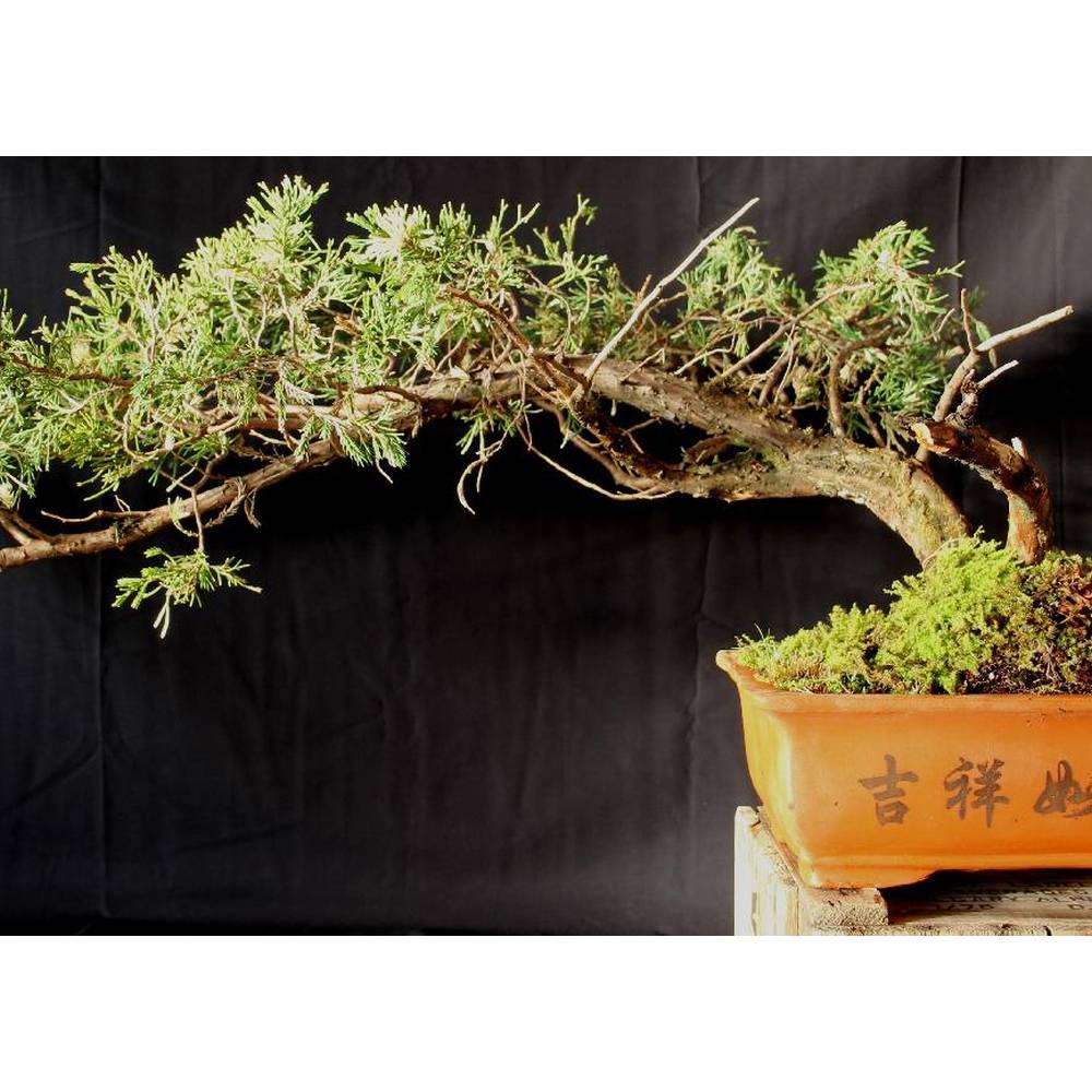 SAFLAX - Bonsai - Libanon Zeder - 20 Samen - Cedrus libani