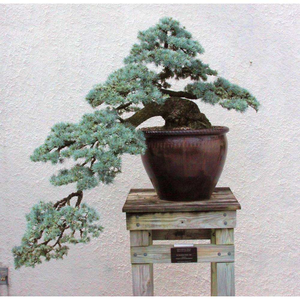 SAFLAX - Bonsai - Libanon Zeder - 20 Samen - Cedrus libani