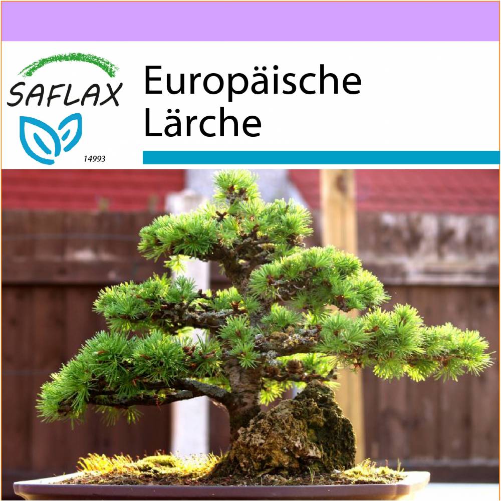 SAFLAX - Bonsai - Europische Lrche - 75 Samen - Larix decidua