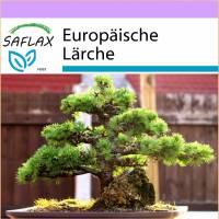 hawaiian dracaena Dracaena Warneckii Hawaiian Sunshine For Sale & Care Guide main image 1