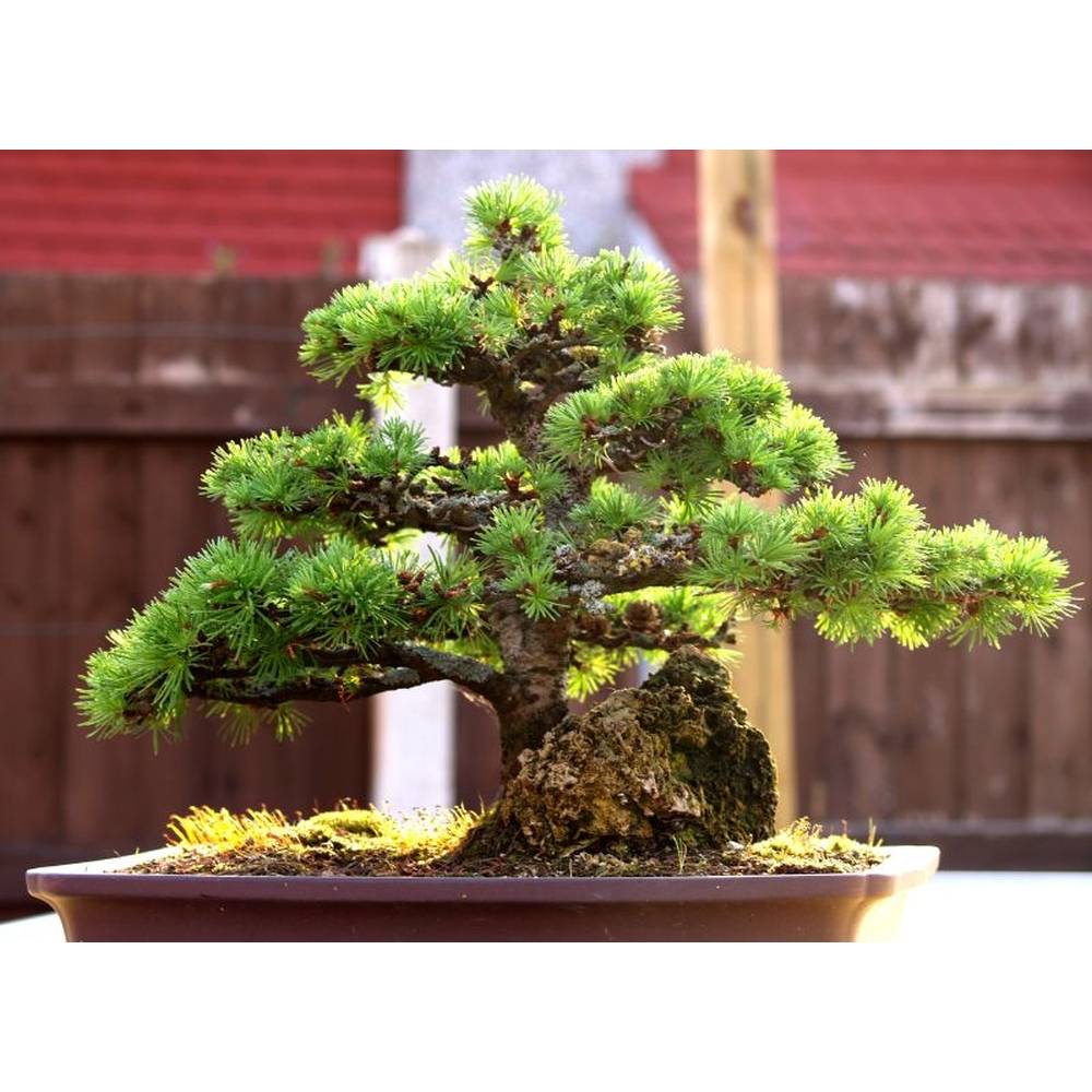 SAFLAX - Bonsai - Europische Lrche - 75 Samen - Larix decidua