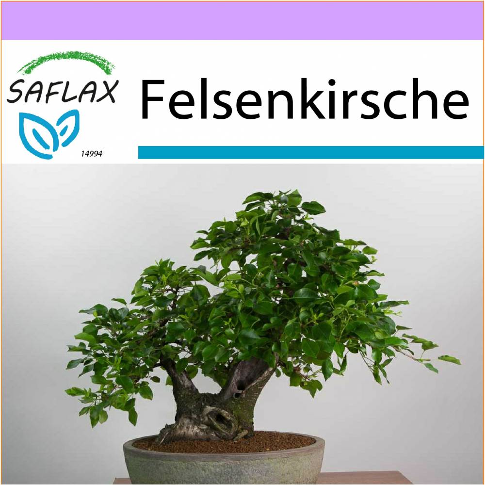 SAFLAX - Bonsai - Felsenkirsche - 30 Samen - Prunus mahaleb