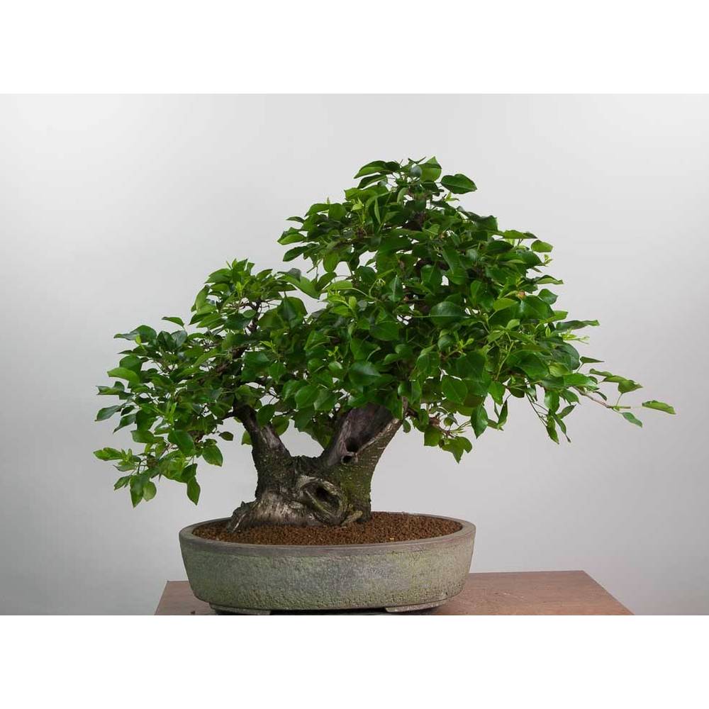 SAFLAX - Bonsai - Felsenkirsche - 30 Samen - Prunus mahaleb