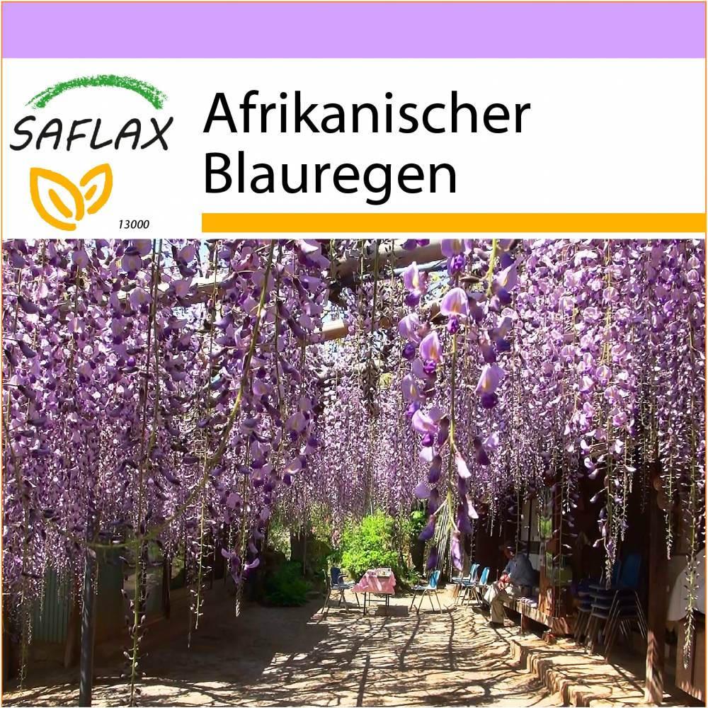 SAFLAX - Afrikanischer Blauregen - 15 Samen - Bolusanthus africanus