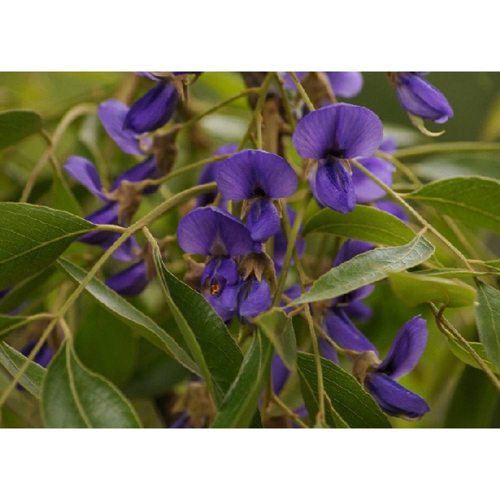 SAFLAX - Afrikanischer Blauregen - 15 Samen - Bolusanthus africanus