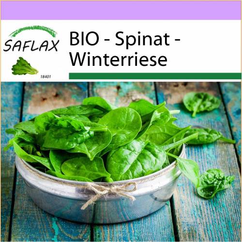 SAFLAX - BIO - Spinat - Winterriese - 250 Samen - Spinacia oleracea
