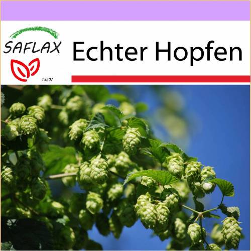SAFLAX - Heilpflanzen - Echter Hopfen - 50 Samen - Humulus lupulus
