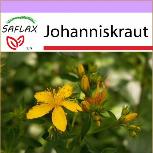 SAFLAX - Heilpflanzen - Johanniskraut - 300 Samen - Hypericum perforatum