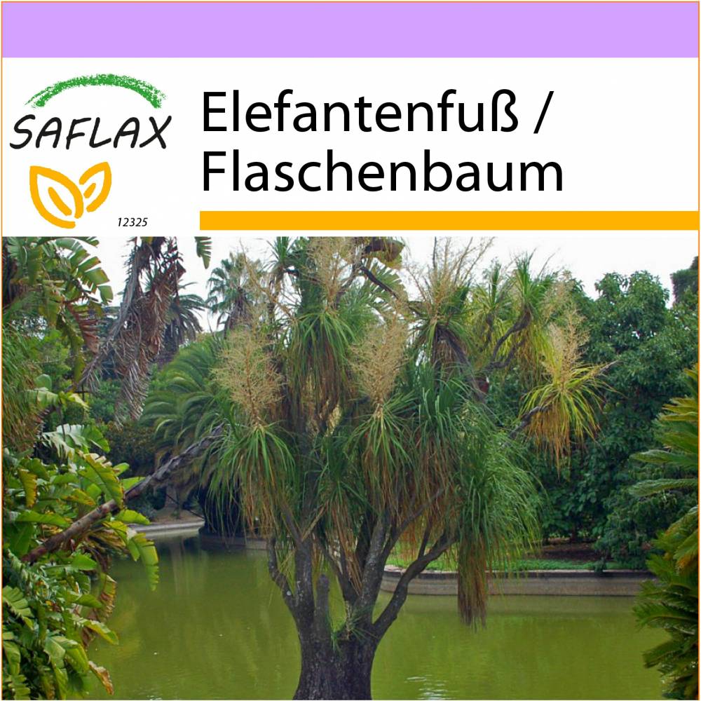 SAFLAX - Elefantenfu / Flaschenbaum - 10 Samen - Beaucarnea recurvata
