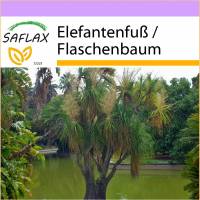 abstand glanzmispel Glanzmispel  Photinia 'Red Robin' (Spalierbaum)  Blupf by Kitzinger