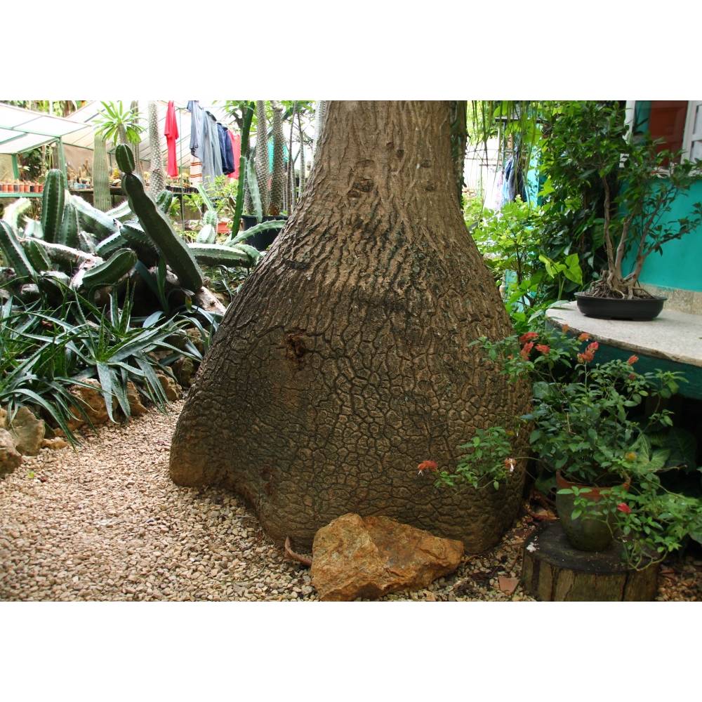 SAFLAX - Elefantenfu / Flaschenbaum - 10 Samen - Beaucarnea recurvata