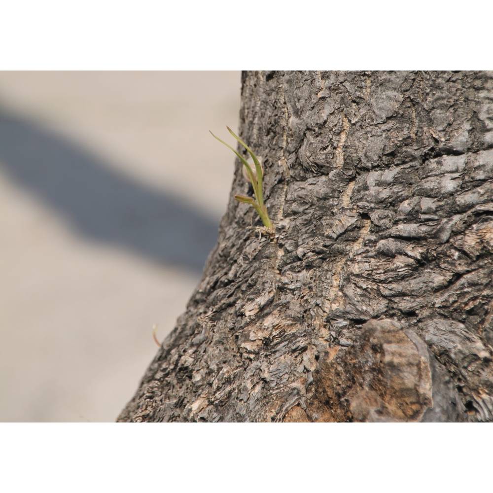 SAFLAX - Elefantenfu / Flaschenbaum - 10 Samen - Beaucarnea recurvata