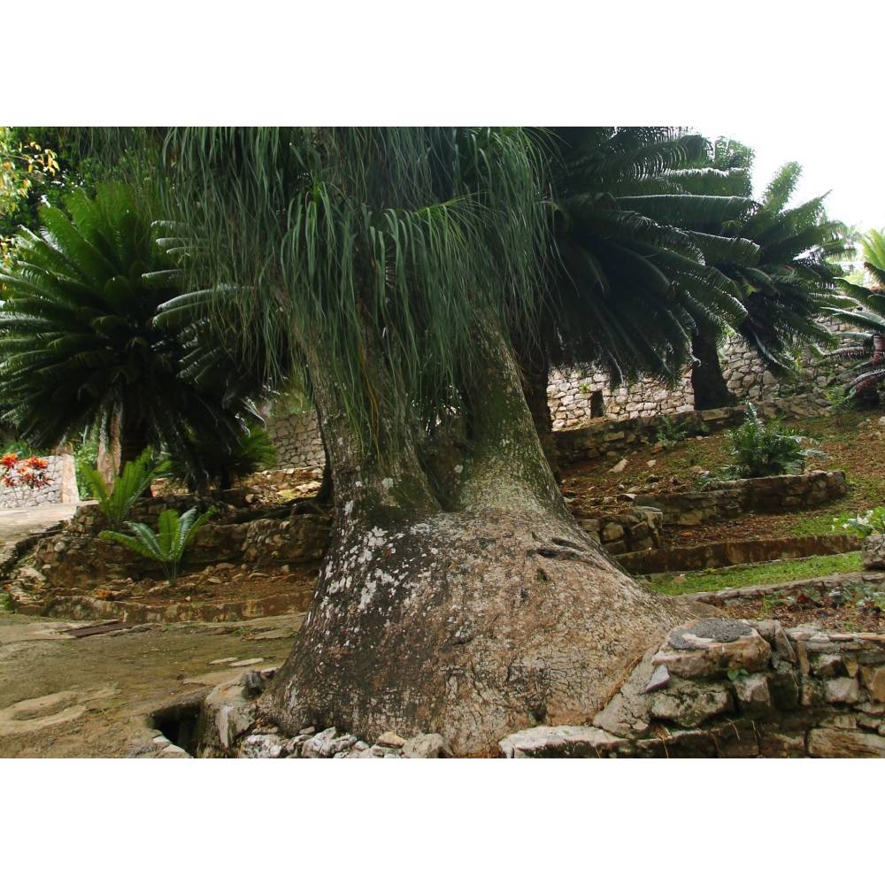 SAFLAX - Elefantenfu / Flaschenbaum - 10 Samen - Beaucarnea recurvata