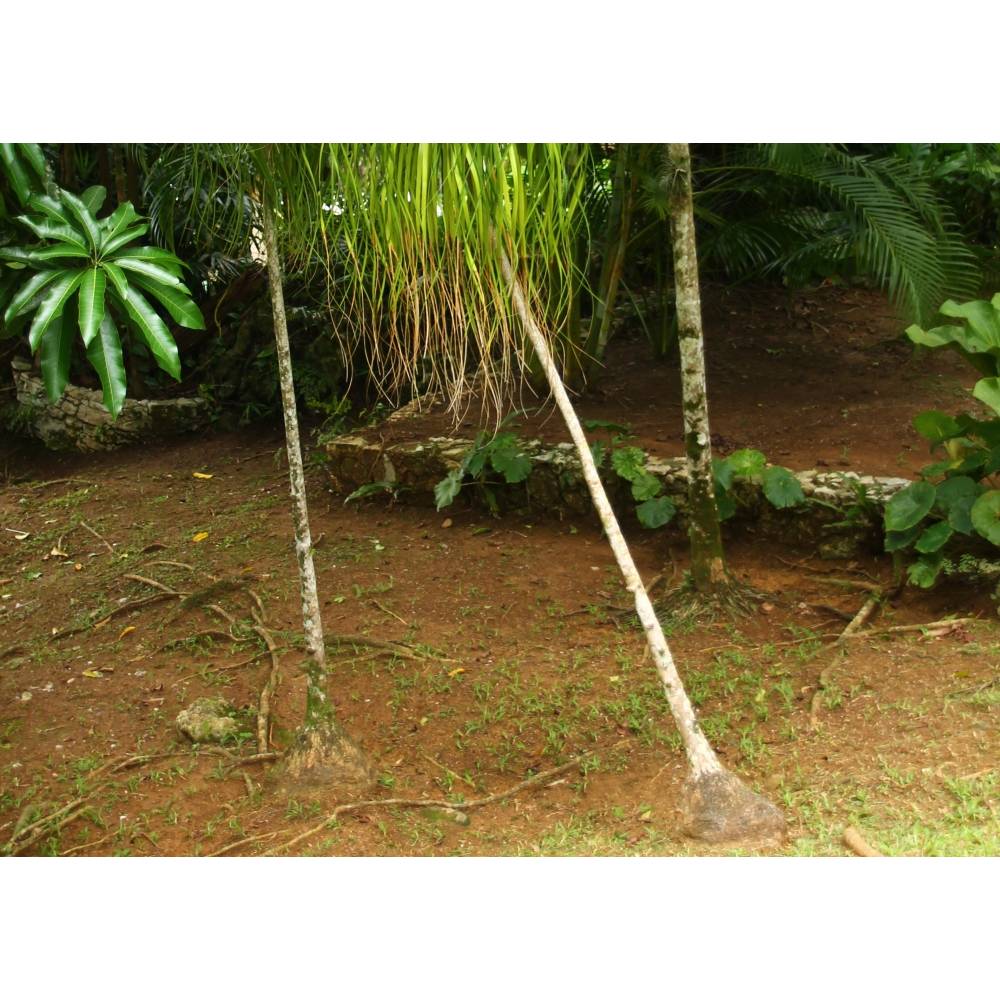 SAFLAX - Elefantenfu / Flaschenbaum - 10 Samen - Beaucarnea recurvata