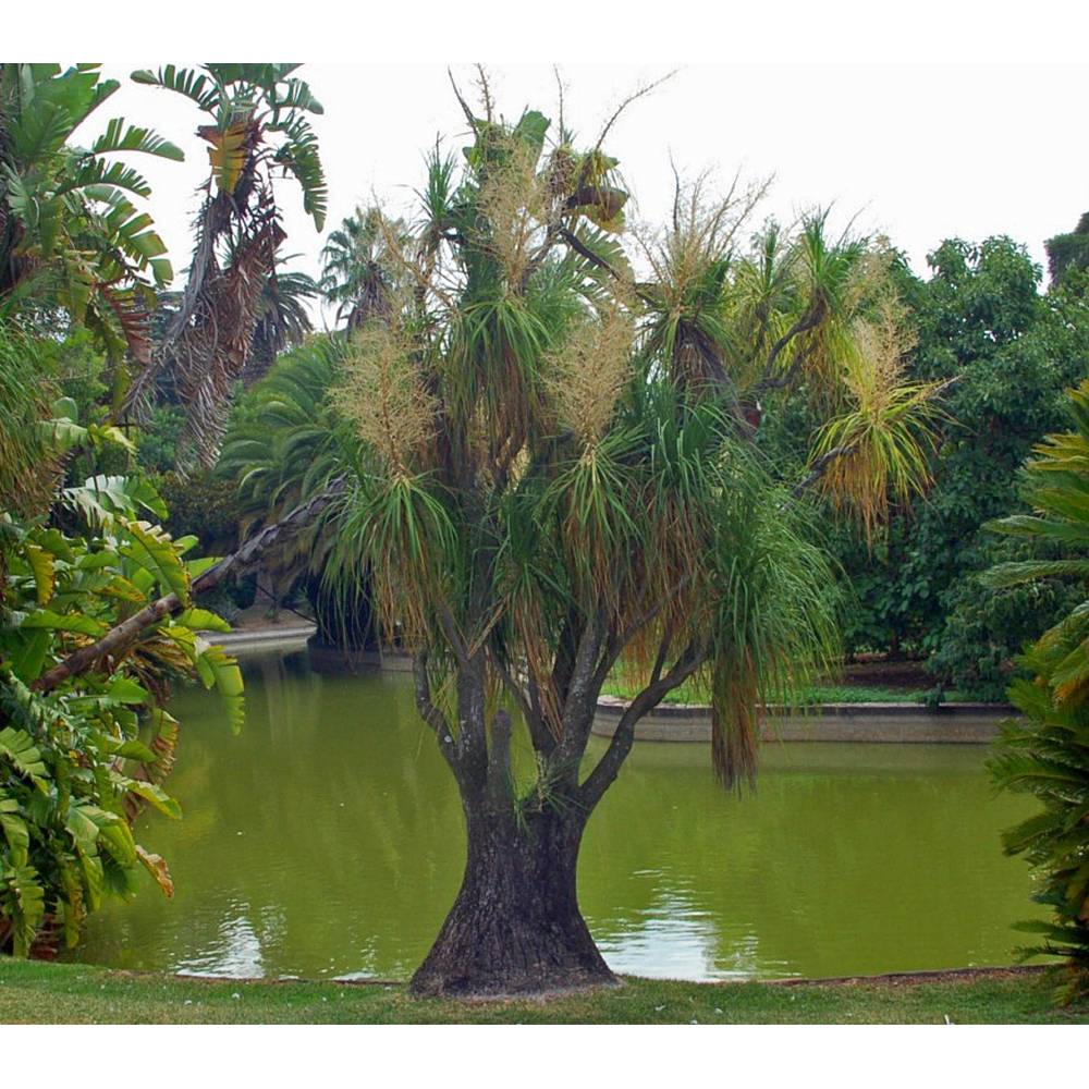 SAFLAX - Elefantenfu / Flaschenbaum - 10 Samen - Beaucarnea recurvata