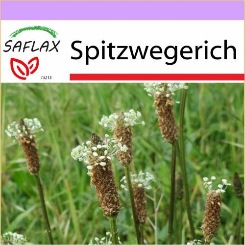 SAFLAX - Heilpflanzen - Spitzwegerich - 100 Samen - Plantago lanceolata