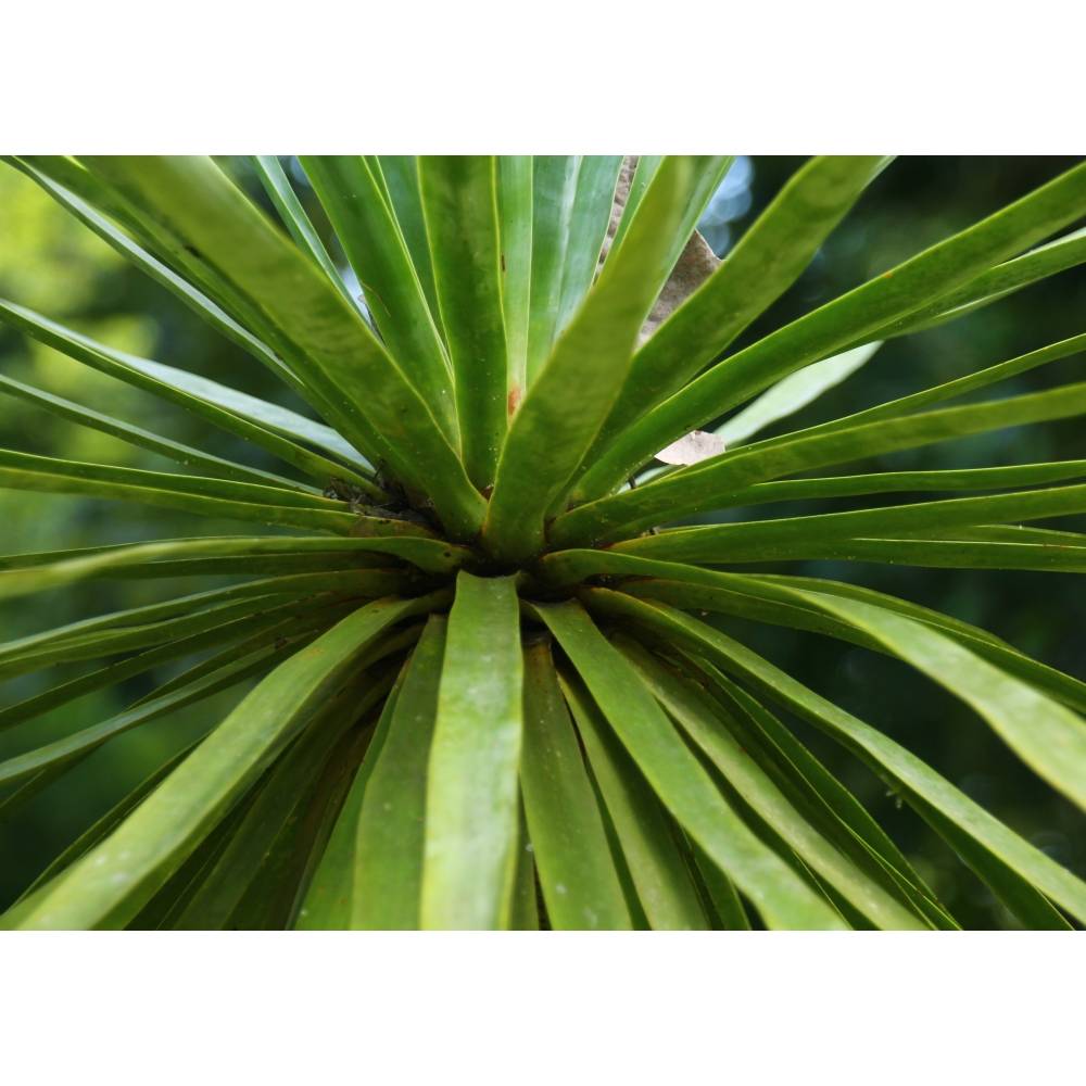 SAFLAX - Drachenbaum - 5 Samen - Dracaena Draco