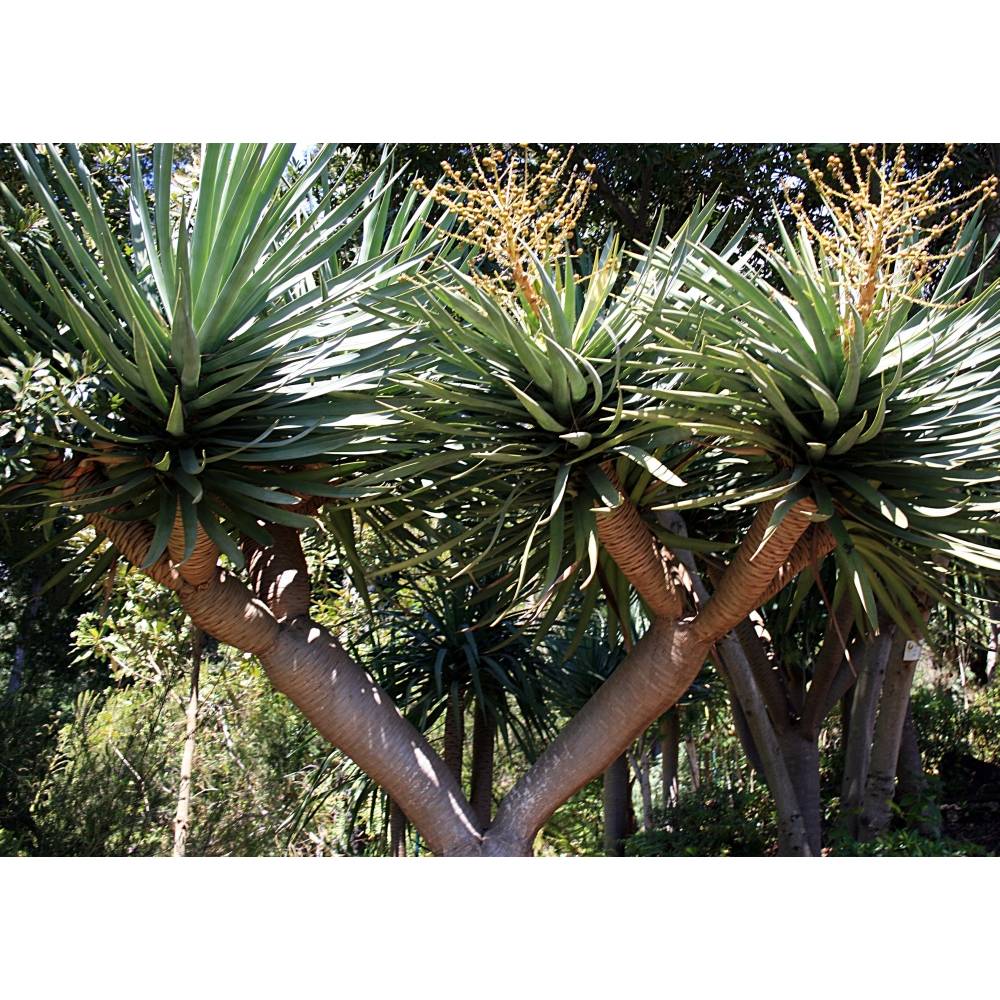 glücksfeder wikipedia Glücksfeder | Zamioculcas zamiifolia main image 0