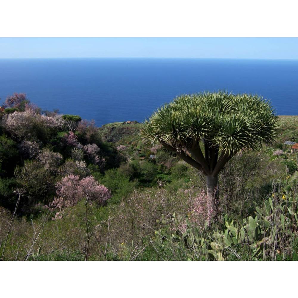 SAFLAX - Drachenbaum - 5 Samen - Dracaena Draco