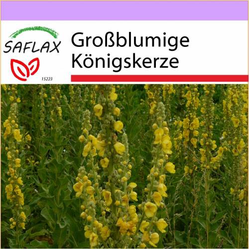 SAFLAX - Heilpflanzen - Großblumige Königskerze - 500 Samen - Verbascum densiflorum