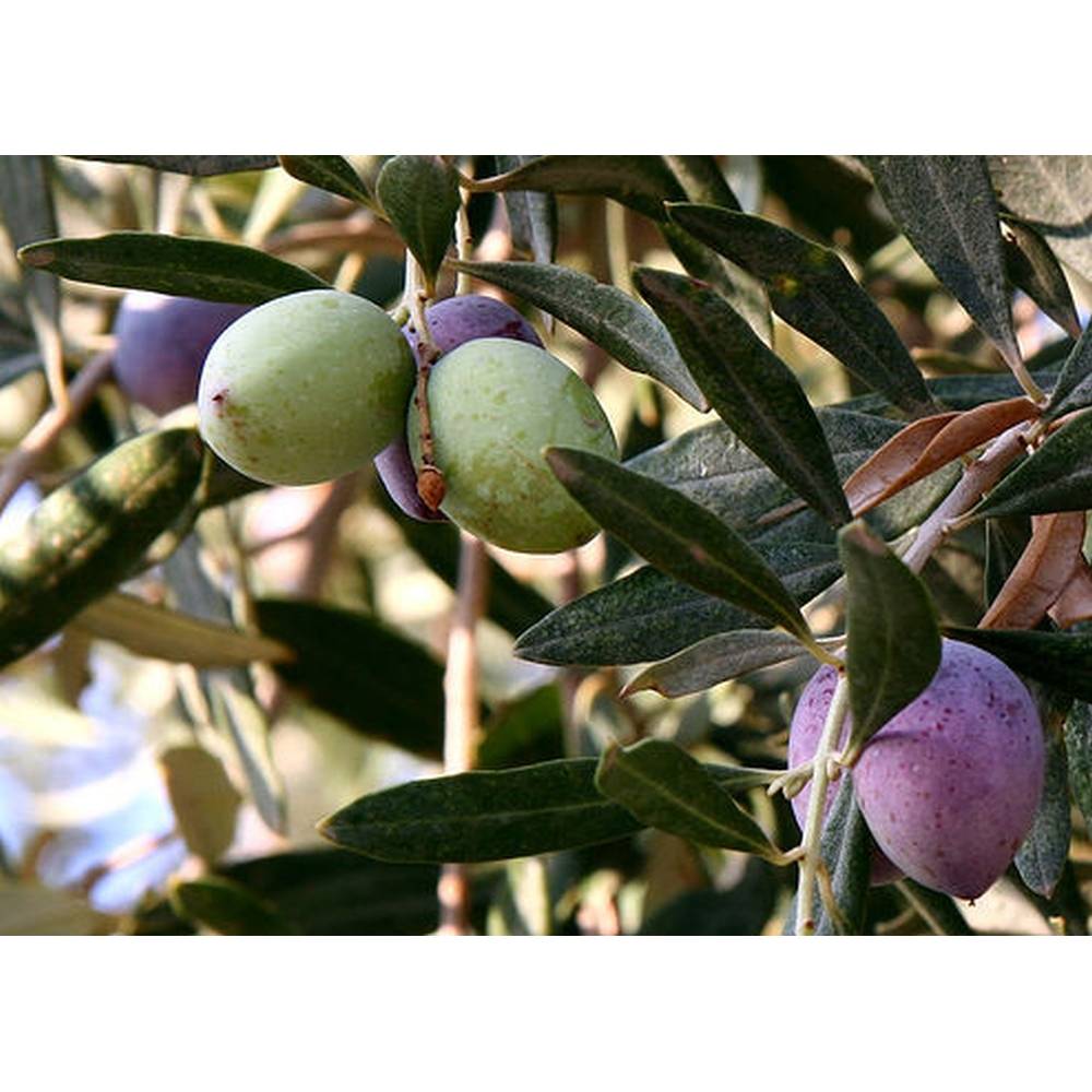 SAFLAX - lbaum - 20 Samen - Olea europea