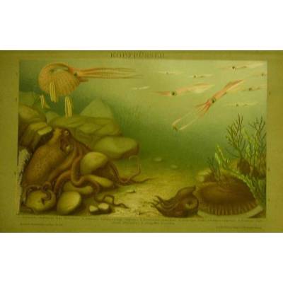 Original Chromotafel aus Brockhaus Konversationslexikon von 1894/95 - Farblithographie- Kopffüsser