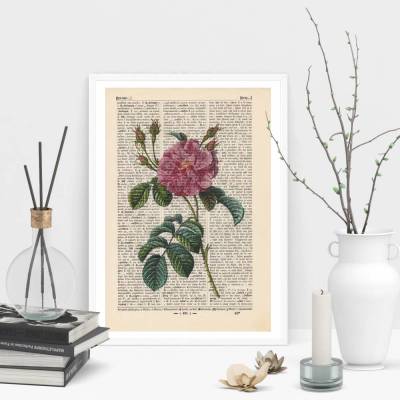 China Rose - Druck auf antiquarischer Buchseite / bedruckte Buchseite