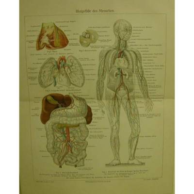 Litho. von 1906 Farblithographie-Blutgefäße des Menschen