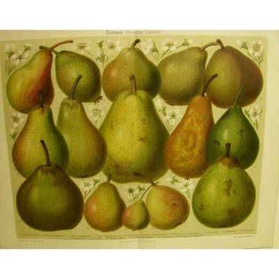 Litho von 1906 Farblithographie-  Birnen (System Lucas)