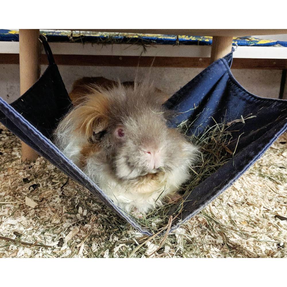 Hngematte fr Meerschweinchen