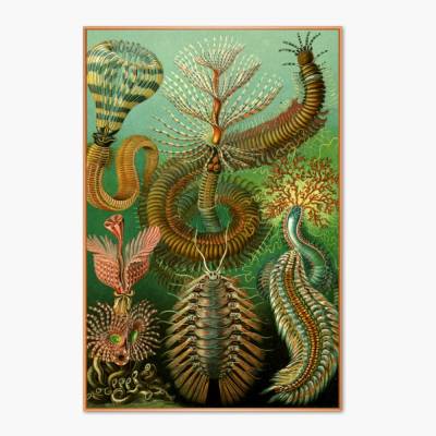 Chaetopoda Bild Illustration E. Haeckel - Poster- Vintage Art - Shabby - Kunst - Druck - Wanddeko