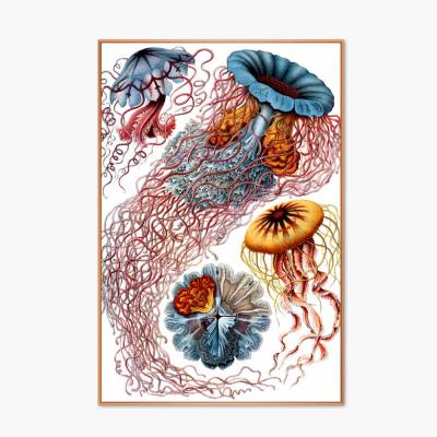 Discomedusae Bild Illustration E. Haeckel - Poster - Vintage Art - Shabby - Kunst - Druck - Wanddeko