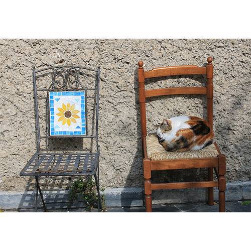 Wandbild Leinwandbild Katze Fotografie Fotokunst Wandkunst